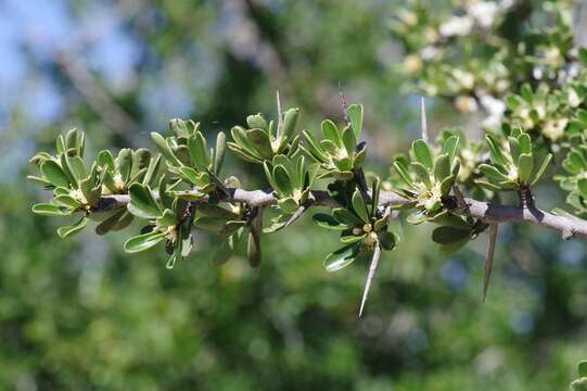 Image of Gymnosporia capitata (E. Mey. ex Sond.) Sim