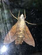 Image of <i>Macroglossum <i>corythus</i></i> corythus