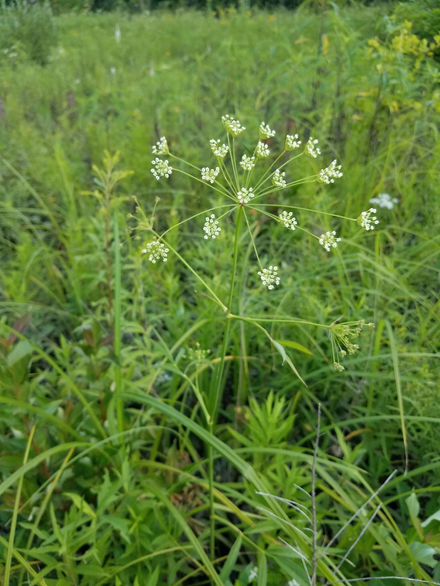 Image of stiff cowbane