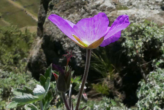 Image of Geranium pulchrum N. E. Br.