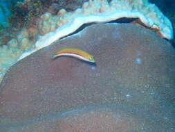 Thalassoma lutescens (Lay & Bennett 1839) resmi