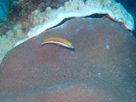 Image of Green moon wrasse