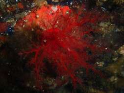 Image of armoured sea cucumber