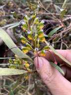 Image of Grevillea venusta R. Br.