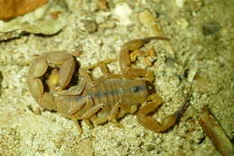 Odonturus dentatus Karsch 1879 resmi