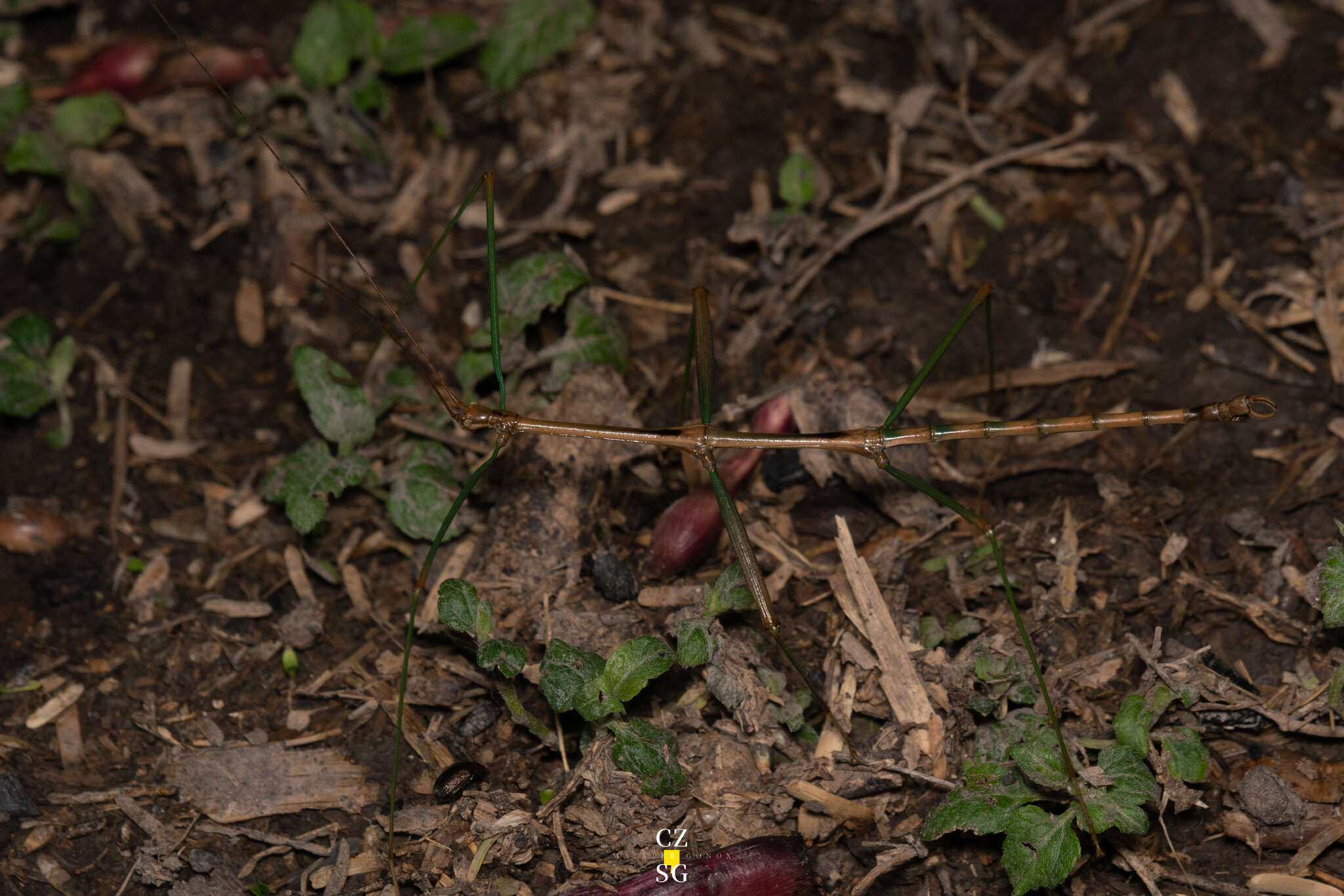 Diapheromera (Diapheromera) persimilis Caudell 1904 resmi