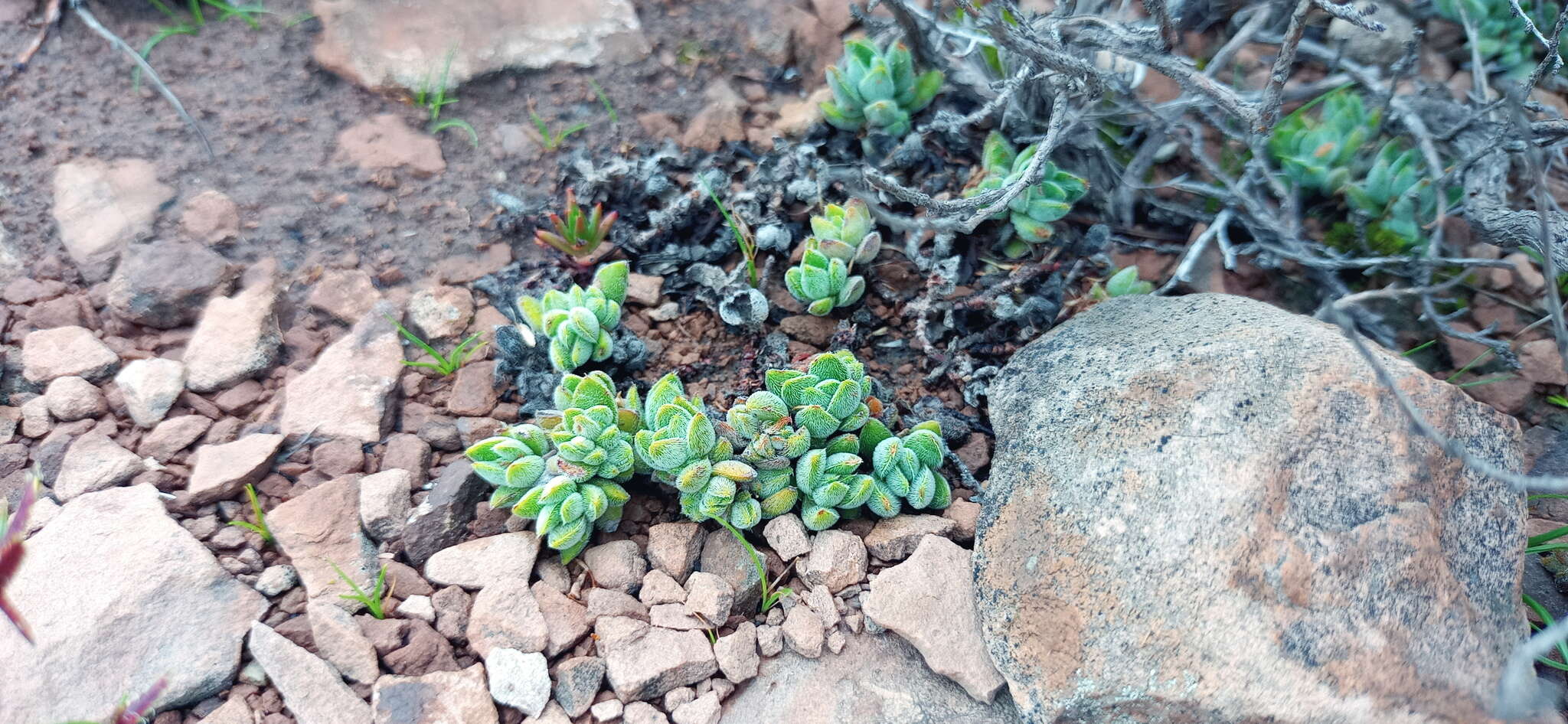 Image of Crassula lanuginosa Harv.