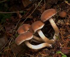 Image of Psathyrella piluliformis (Bull.) P. D. Orton 1969