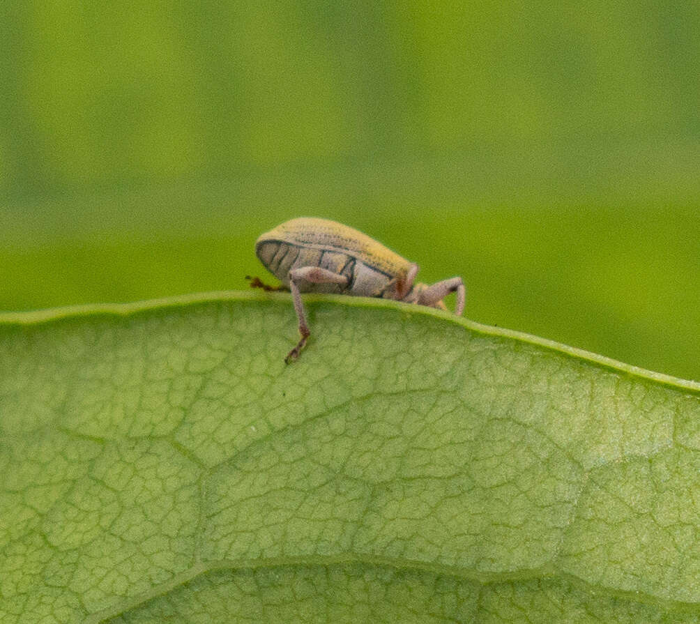 Image of Plectrophoroides lutra Schoenherr 1826