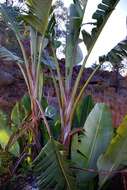 Image of Mountain strelitzia