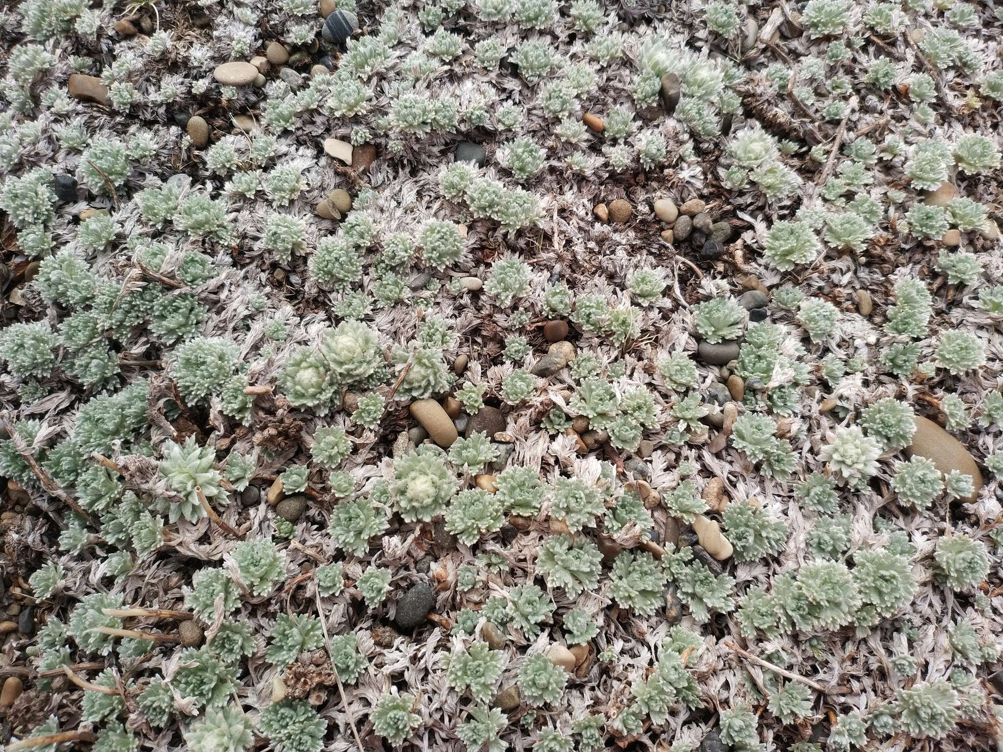 Plancia ëd Artemisia glomerata Ledeb.