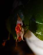 Image de Lepanthes tecpanica Luer & Béhar