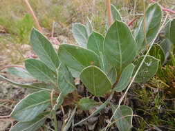 Imagem de Oenothera macrocarpa subsp. incana (A. Gray) W. L. Wagner