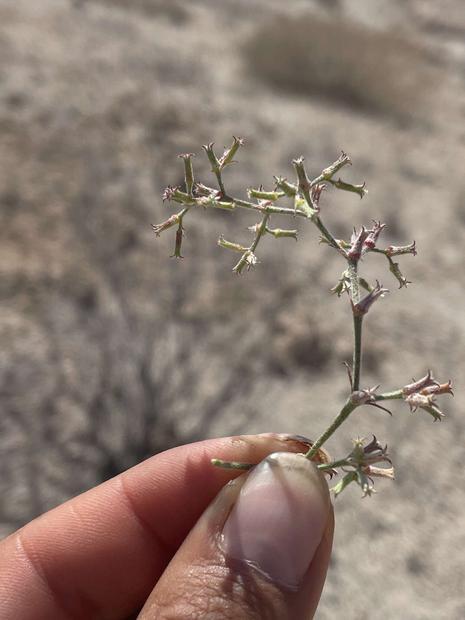 Image of Chorizanthe commisuralis Remy