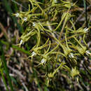 Plancia ëd Oxypetalum parviflorum (Decne.) Decne.