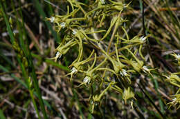 Imagem de Oxypetalum parviflorum (Decne.) Decne.