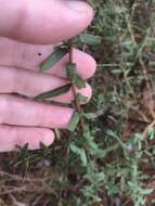 Image de Symphyotrichum grandiflorum (L.) G. L. Nesom