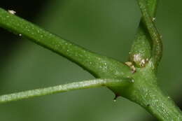 Image de Euphorbia mexiae Standl.