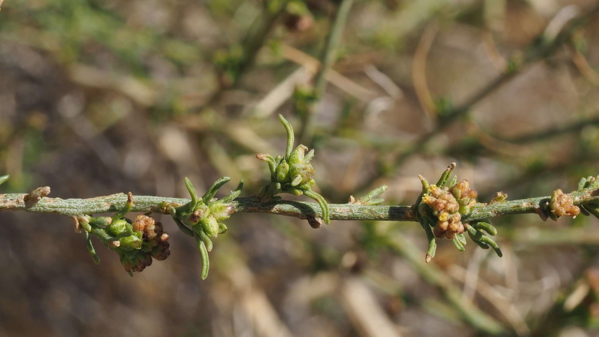 Image of Ambrosia salsola var. salsola