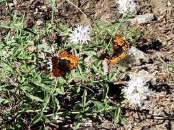 Image of Hoffmann's Checkerspot