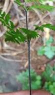 Image de Doryopteris pilosa (Poir.) Kuhn