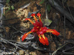 Image de Etlingera coccinea (Blume) S. Sakai & Nagam.