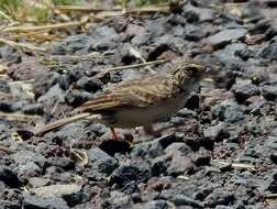 Image of Australasian Lark