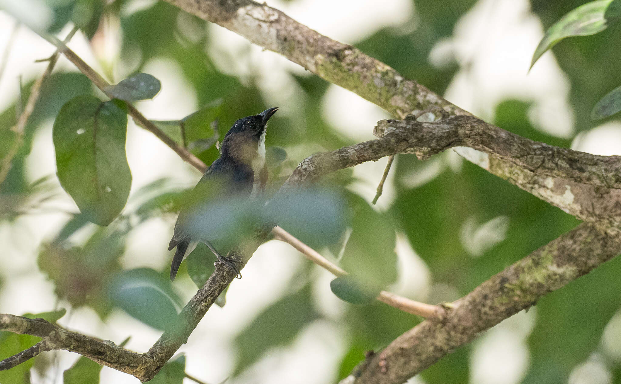 Image of Black-belted Flowerpecker