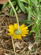 Image of fineleaf fournerved daisy