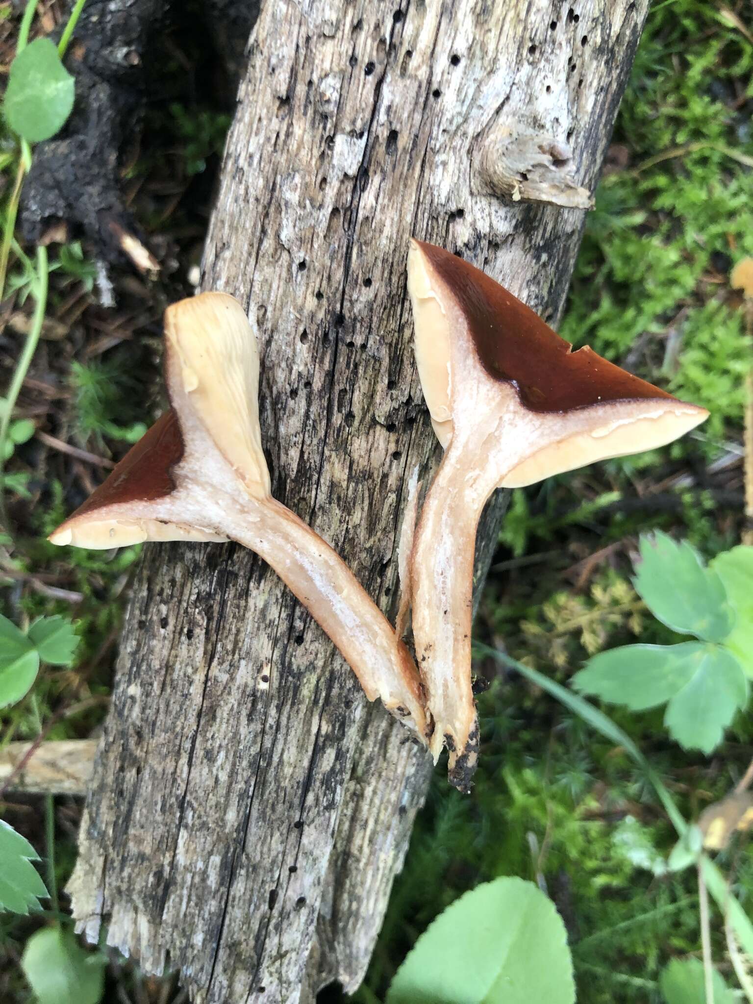 Image de Lactarius badiosanguineus Kühner & Romagn. 1954