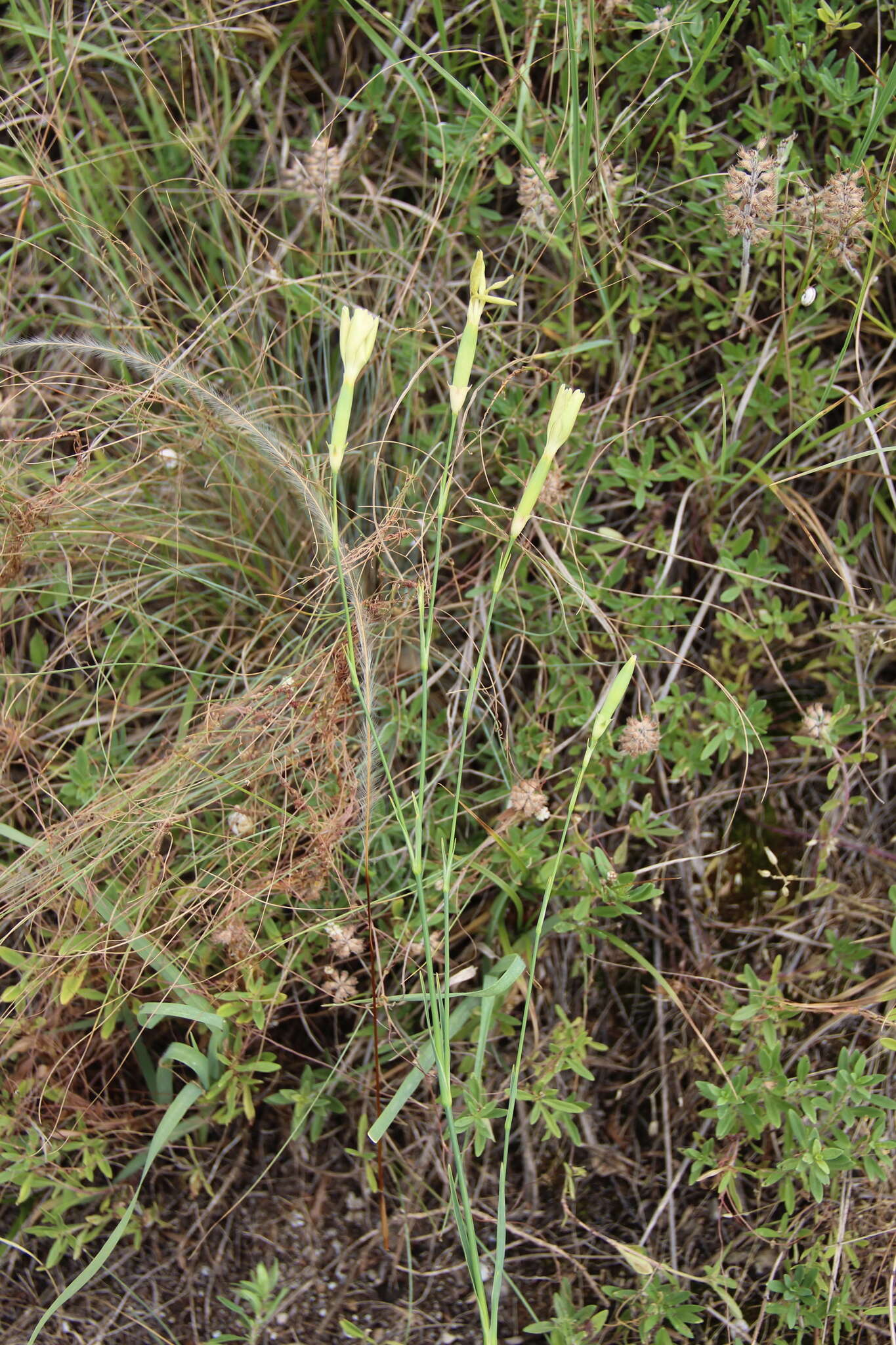 Image of Dianthus monadelphus subsp. pallens (Smith) Greuter & Burdet