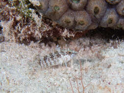 Image of Rosy Blenny