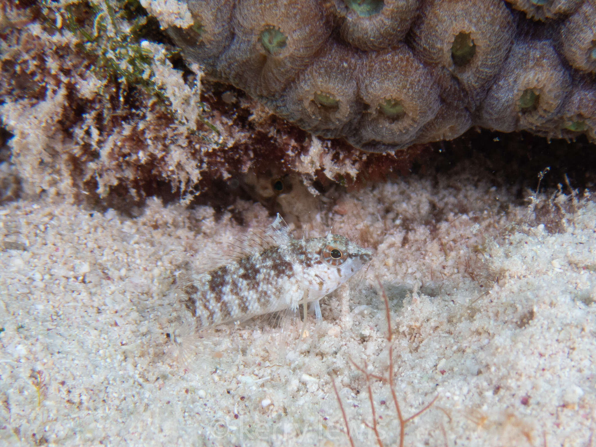 Image of Rosy Blenny