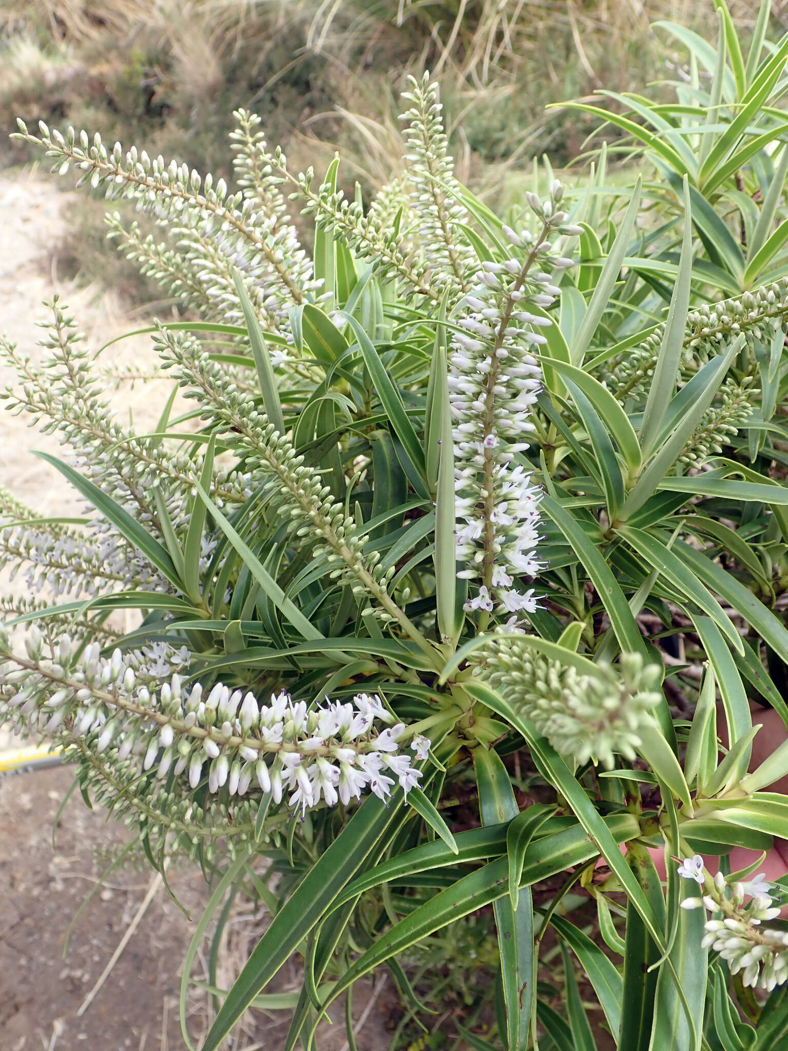 Image of Veronica stricta var. egmontiana (L. B. Moore) Garn.-Jones