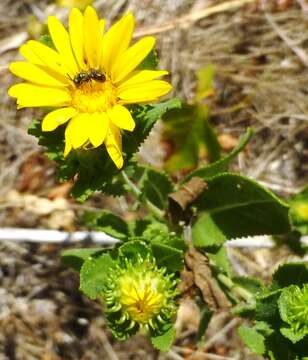 Image de Grindelia adenodonta (Steyerm.) G. L. Nesom