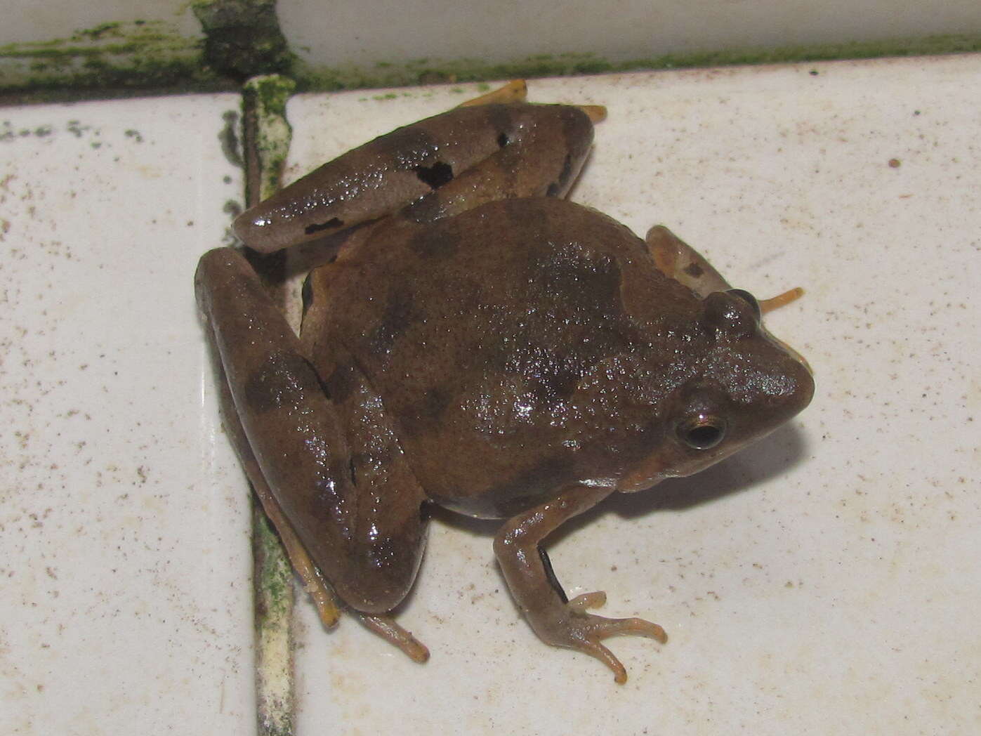 Image of Berdmore's Chorus Frog