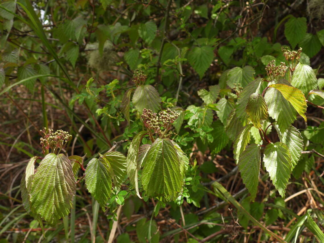 Image de Viburnum betulifolium Batalin