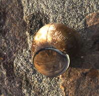 Image of Lister's River Snail