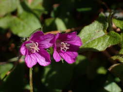 Image of Thunberg's geranium