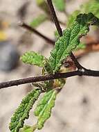 Image of Hermannia althaeoides Hort. ex Link