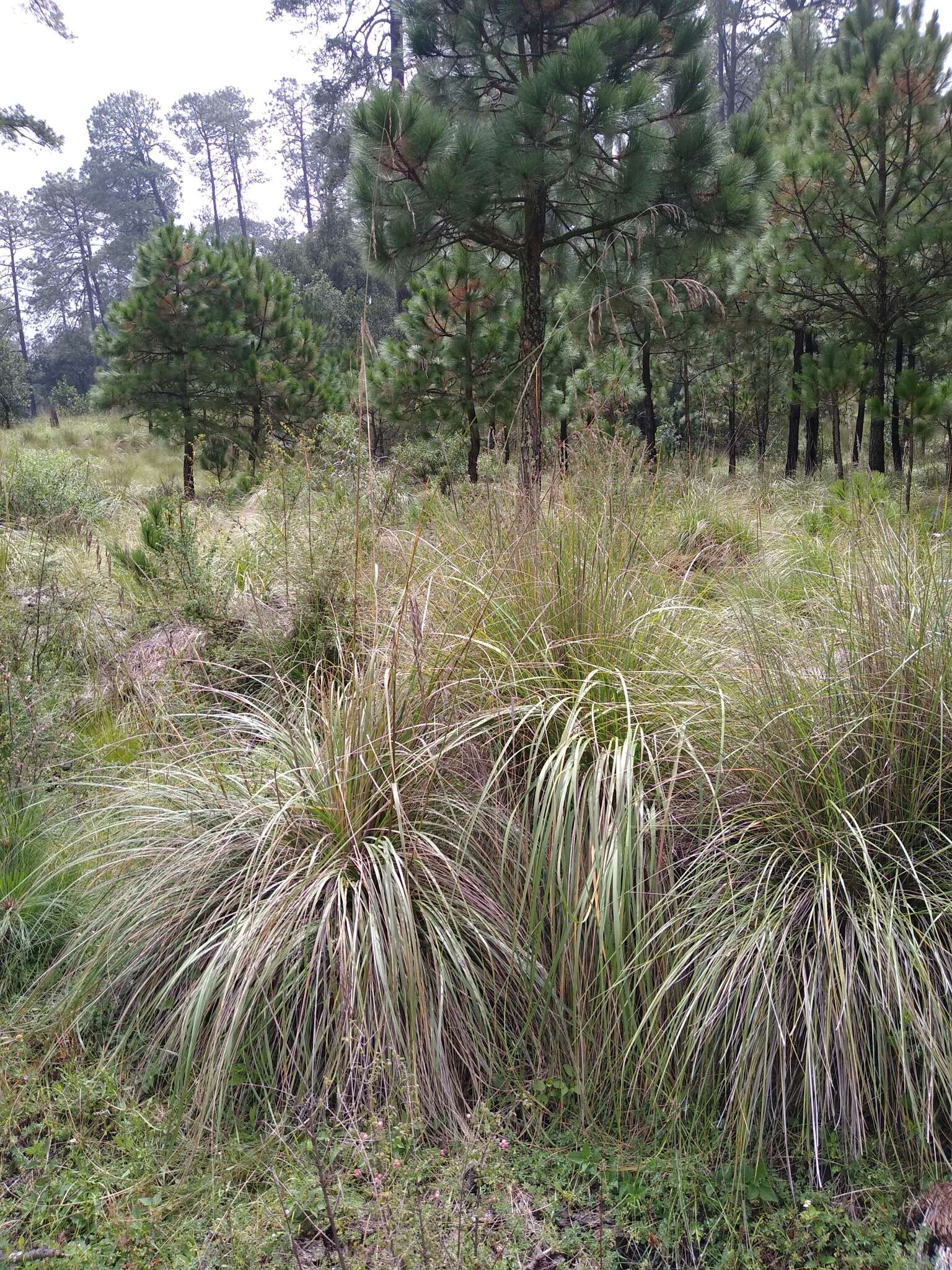 Imagem de Festuca tolucensis Kunth