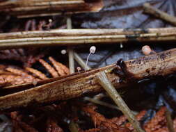 Слика од Mycena pterigena (Fr.) P. Kumm. 1871