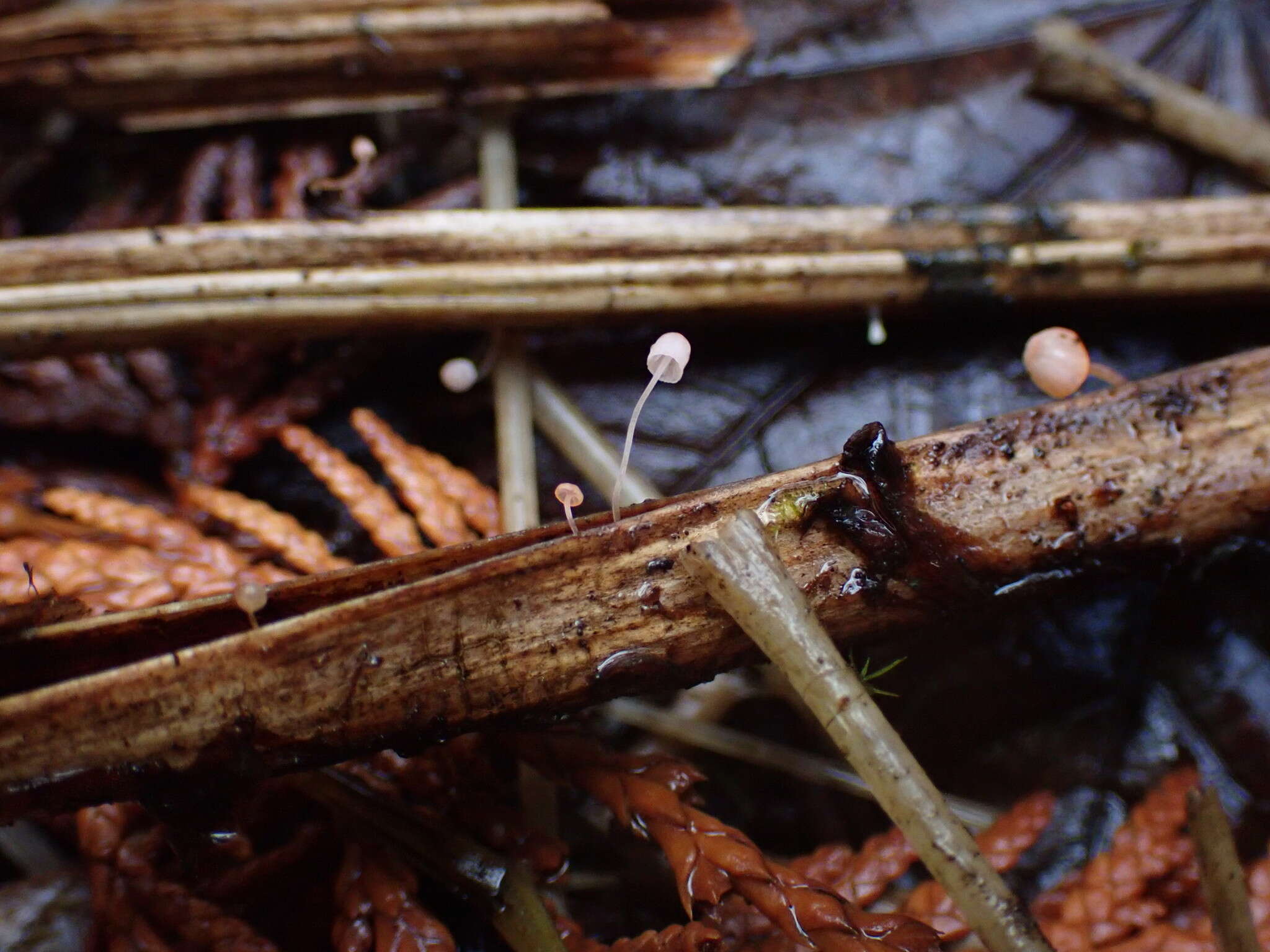 Слика од Mycena pterigena (Fr.) P. Kumm. 1871