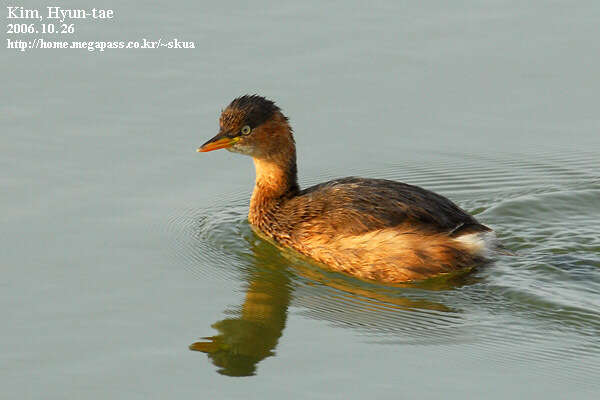 Image of Little Grebe