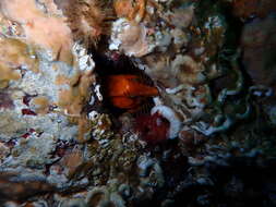 Image of grunt sculpins