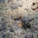 Image of mangrove cricket