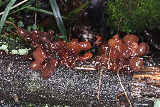 Image of Phaeotremella fimbriata (Pers.) Spirin & Malysheva