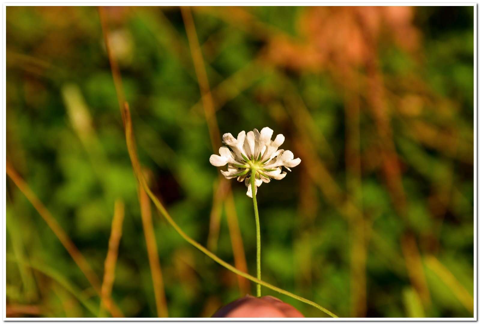 Imagem de Scabiosa praemontana Privalova