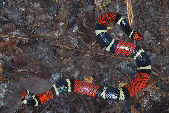 Image of Aquatic Coral Snake