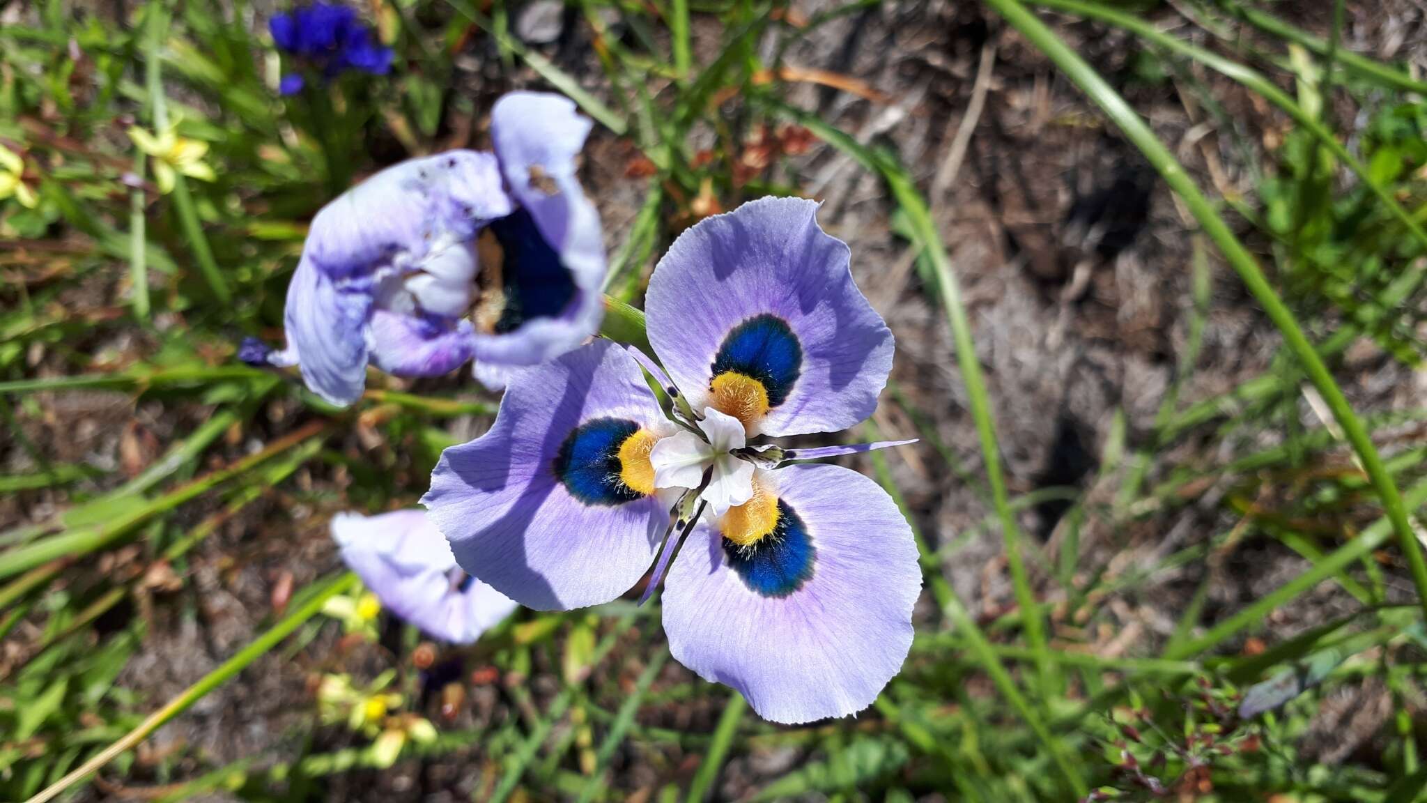 Image of Peacock moraea